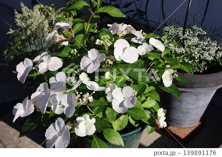 紫陽花ラグランジアと白い花の寄せ鉢 紫陽花ラグランジアと白い花の寄せ鉢 139891176