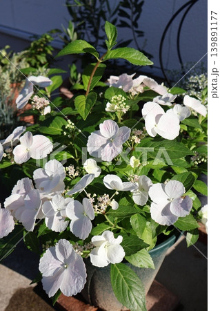 鉢植えの紫陽花ラグランジア・ブライダルシャワー 鉢植えの紫陽花ラグランジア・ブライダルシャワー 139891177
