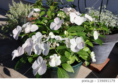 紫陽花ラグランジアと白い花の寄せ鉢 紫陽花ラグランジアと白い花の寄せ鉢 139891179