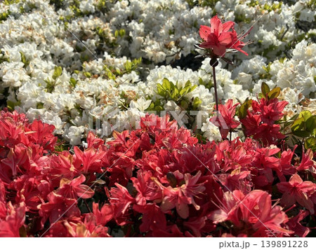 上下に分かれた赤と白のツツジの花 139891228