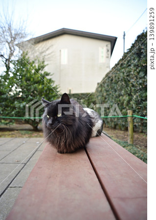 ベンチで休む猫 ベンチで休む猫 139891259