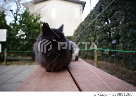 ベンチで休む猫 139891260