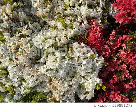 画面を覆い尽くす赤と白のツツジの花 画面を覆い尽くす赤と白のツツジの花 139891272