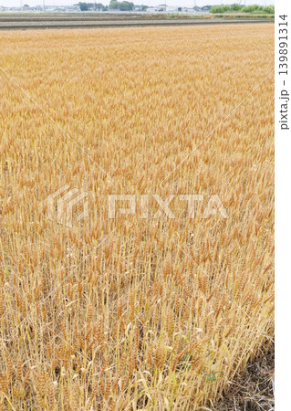 収穫間近の麦畑 収穫間近の麦畑 139891314