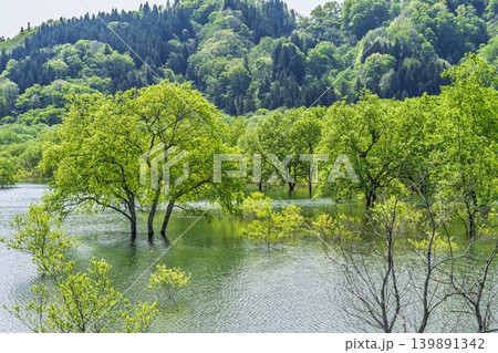 新緑の白川湖と水没林　山形県飯豊町 139891342