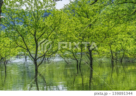 新緑の白川湖と水没林 山形県飯豊町 新緑の白川湖と水没林 山形県飯豊町 139891344