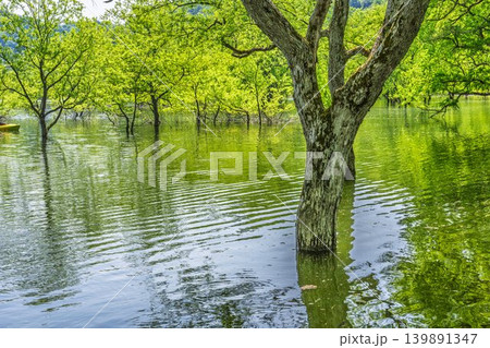 新緑の白川湖と水没林 山形県飯豊町 新緑の白川湖と水没林 山形県飯豊町 139891347