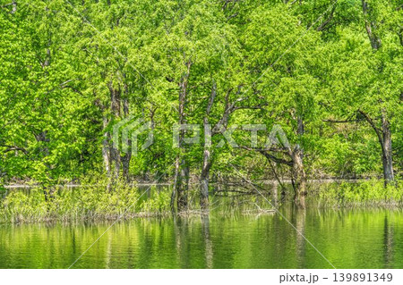 新緑の白川湖と水没林　山形県飯豊町 139891349