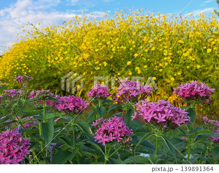 ペンタスと満開の花 139891364