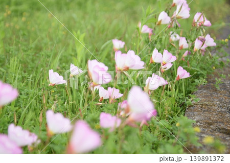 揺れるヒルザキツキミソウの花 139891372
