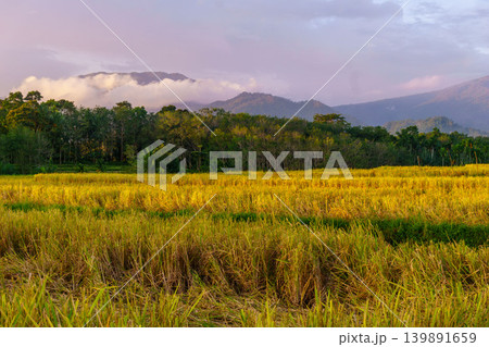 The natural beauty of the Indonesian mountains with beautiful tropical forests at sunrise The natural beauty of the Indonesian mountains with beautiful tropical forests at sunrise 139891659