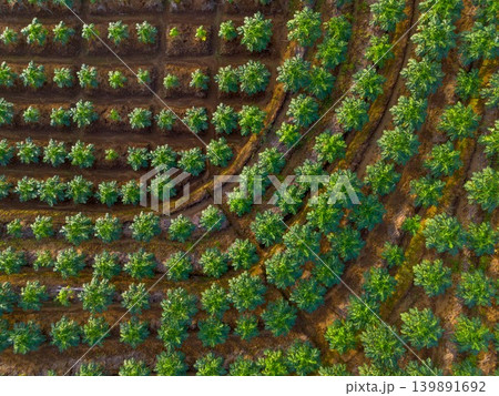 The natural beauty of the Indonesian mountains with beautiful tropical forests at sunrise The natural beauty of the Indonesian mountains with beautiful tropical forests at sunrise 139891692