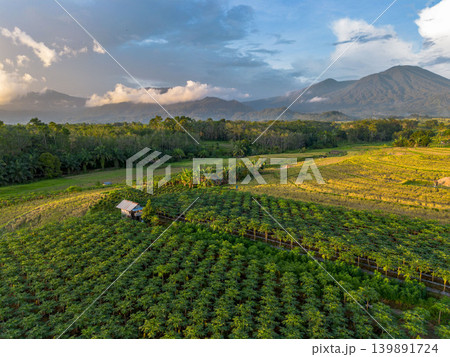 The natural beauty of the Indonesian mountains with beautiful tropical forests at sunrise The natural beauty of the Indonesian mountains with beautiful tropical forests at sunrise 139891724