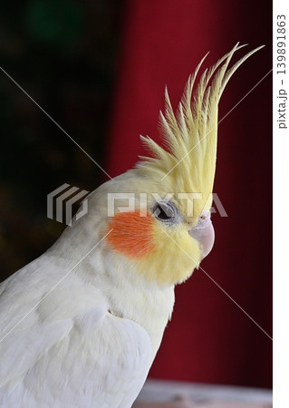 オカメインコ 139891863