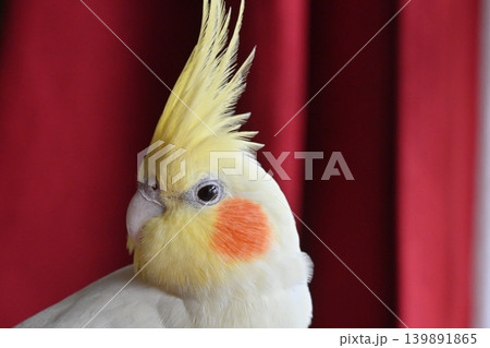 オカメインコ オカメインコ 139891865
