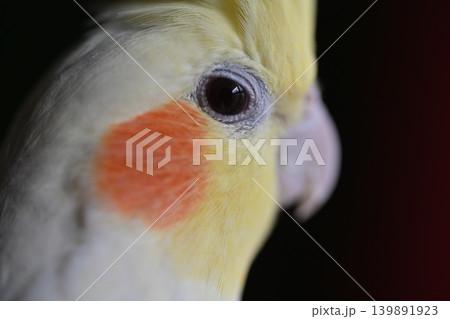 オカメインコ オカメインコ 139891923