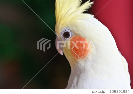オカメインコ 139891924