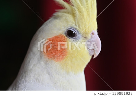 オカメインコ 139891925