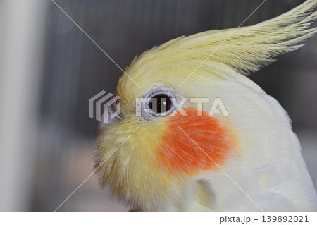 オカメインコ 139892021