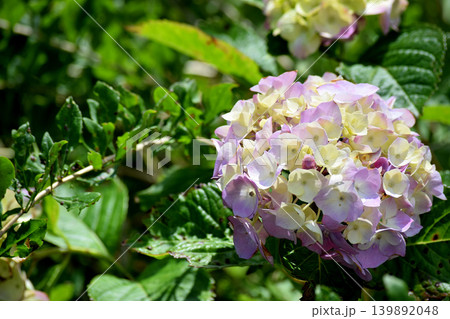 薄紫色に色づきつつある多くの装飾花を備えるアジサイの手毬咲きの花が咲く 139892048