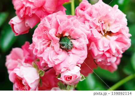 バラの花粉を食べるハナムグリ バラの花粉を食べるハナムグリ 139892114