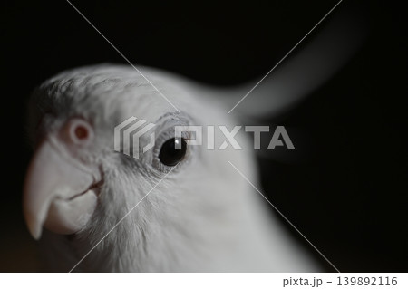 オカメインコ オカメインコ 139892116