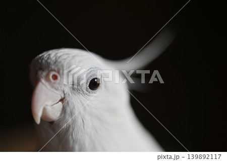 オカメインコ オカメインコ 139892117