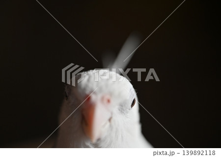 オカメインコ オカメインコ 139892118