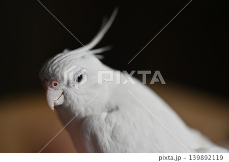 オカメインコ 139892119