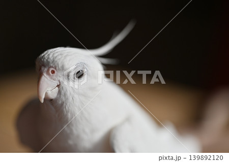 オカメインコ オカメインコ 139892120
