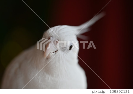 オカメインコ 139892121