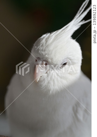 オカメインコ 139892123