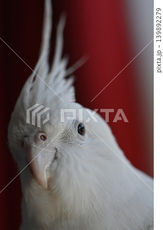 オカメインコ オカメインコ 139892279