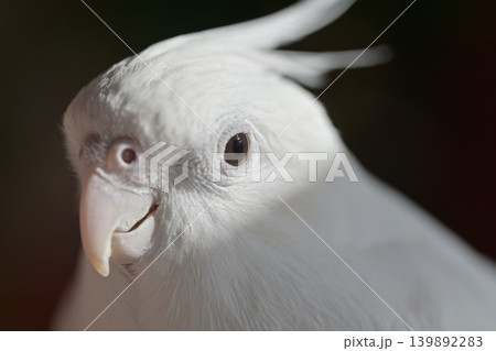 オカメインコ 139892283