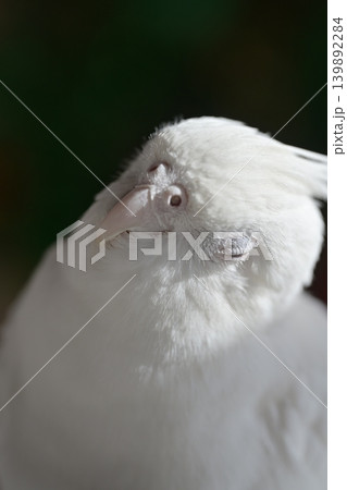 オカメインコ 139892284