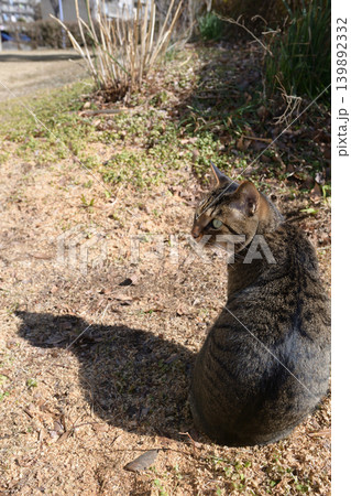 枯れた芝生の上のキジトラ猫 枯れた芝生の上のキジトラ猫 139892332