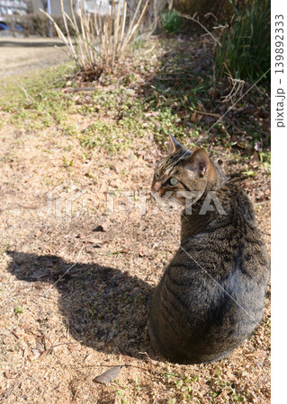 枯れた芝生の上のキジトラ猫 枯れた芝生の上のキジトラ猫 139892333