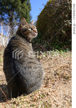 枯れた芝生の上のキジトラ猫 139892346
