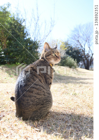 枯れた芝生の上のキジトラ猫 枯れた芝生の上のキジトラ猫 139892351