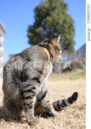 枯れた芝生の上のキジトラ猫 139892353