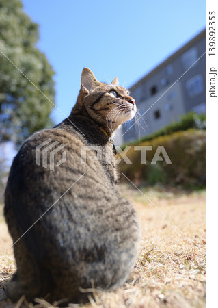 枯れた芝生の上のキジトラ猫 枯れた芝生の上のキジトラ猫 139892355
