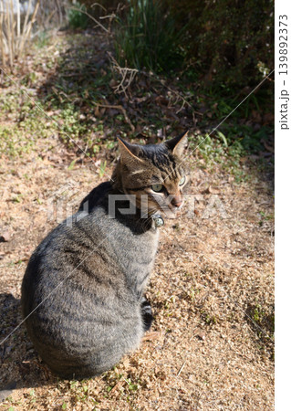 枯れた芝生の上のキジトラ猫 枯れた芝生の上のキジトラ猫 139892373