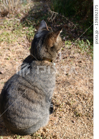枯れた芝生の上のキジトラ猫 枯れた芝生の上のキジトラ猫 139892375