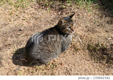 枯れた芝生の上のキジトラ猫 139892382