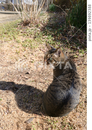 枯れた芝生の上のキジトラ猫 枯れた芝生の上のキジトラ猫 139892388