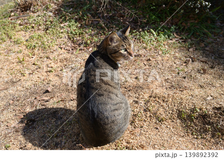 枯れた芝生の上のキジトラ猫 枯れた芝生の上のキジトラ猫 139892392