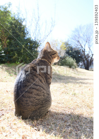 枯れた芝生の上のキジトラ猫 枯れた芝生の上のキジトラ猫 139892403