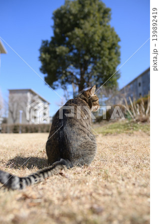 枯れた芝生の上のキジトラ猫 枯れた芝生の上のキジトラ猫 139892419