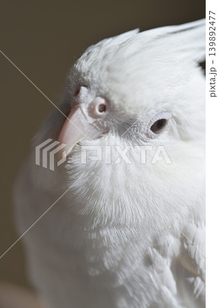 オカメインコ オカメインコ 139892477