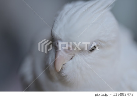 オカメインコ オカメインコ 139892478